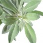 300 US Seeds Salvia Apiana White Sage