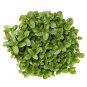400 US Seeds Peppermint Mentha Mint