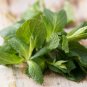 400 US Seeds Peppermint Mentha Mint