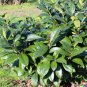 Camellia sinensis Black White Green Tea Leaf Tree Plant 5 US Seeds