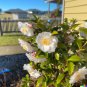 Camellia sinensis Black White Green Tea Leaf Tree Plant 5 US Seeds