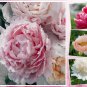 10 US Seeds Peony Mix Paeonia suffruticosa Tree Bush Flower