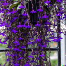 Purple Trailing Lobelia Flower 600 US Seeds