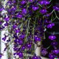Purple Trailing Lobelia Flower 600 US Seeds