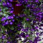 Purple Trailing Lobelia Flower 600 US Seeds