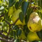10 US Seeds Sweet Bartlett Pear Tree Pyrus communis