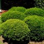 40 US Seeds Yaupon Holly Bush Hedge Ilex vomitoria