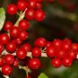 40 US Seeds Yaupon Holly Bush Hedge Ilex vomitoria