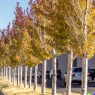 1000 US Seeds Quaking Aspen Populus tremuloides Poplar