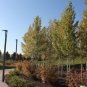 1000 US Seeds Quaking Aspen Populus tremuloides Poplar