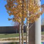 1000 US Seeds Quaking Aspen Populus tremuloides Poplar