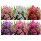100 US Seeds Crepe Myrtle Flower Tree 6 Bright Colors Lagerstroemia