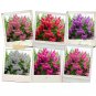 100 US Seeds Crepe Myrtle Flower Tree 6 Bright Colors Lagerstroemia