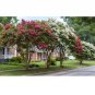 100 US Seeds Crepe Myrtle Flower Tree 6 Bright Colors Lagerstroemia