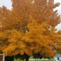 Sugar Maple Tree Acer saccarum 30 US Seeds
