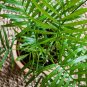 INDOOR PALM TREE Chamaedorea Parlor Palm 15 US SEEDS