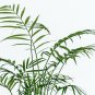 INDOOR PALM TREE Chamaedorea Parlor Palm 15 US SEEDS