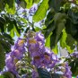 100 US Seeds Royal Empress Tree Paulownia tomentosa Purple Flowers