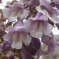 100 US Seeds Royal Empress Tree Paulownia tomentosa Purple Flowers