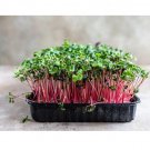 2500 US Seeds Red Arrow Radish BULK