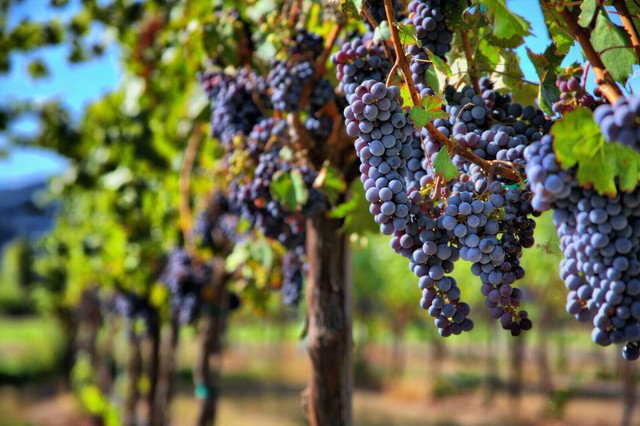 30 US Seeds Fruit Grape vine Vitis vinifera