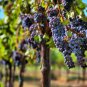 30 US Seeds Fruit Grape vine Vitis vinifera