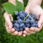 30 US Seeds Fruit Grape vine Vitis vinifera