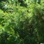 50 US Seeds Eastern Red Cedar Hedge Shrub Tree Juniperous virginiana