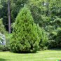50 US Seeds Eastern Red Cedar Hedge Shrub Tree Juniperous virginiana