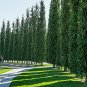 30 US SEEDS GREEN GIANT THUJA plicata Arborvitae Cedar Tree