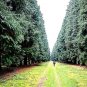 30 US SEEDS GREEN GIANT THUJA plicata Arborvitae Cedar Tree