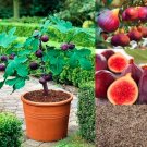 40 US Seeds Fig Tree Ficus carica