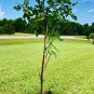 40 US Seeds Fig Tree Ficus carica