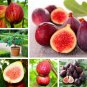 40 US Seeds Fig Tree Ficus carica
