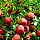 Paradise Apple Malus Domestica 20 US Seeds
