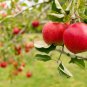 Paradise Apple Malus Domestica 20 US Seeds