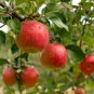 Paradise Apple Malus Domestica 20 US Seeds