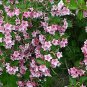 100 US Seeds Weigela Florida Bush Old Fashioned Pink White Flower Shrub