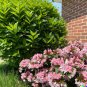 100 US Seeds Weigela Florida Bush Old Fashioned Pink White Flower Shrub