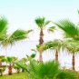 California Fan Palm Tree Washingtonia Filifera 50 US Seeds