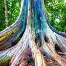 Rainbow Eucalyptus E deglupta Gum Tree 40 US Seeds