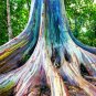 Rainbow Eucalyptus E deglupta Gum Tree 40 US Seeds
