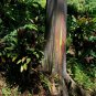 Rainbow Eucalyptus E deglupta Gum Tree 40 US Seeds