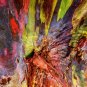 Rainbow Eucalyptus E deglupta Gum Tree 40 US Seeds
