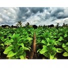 Louisiana Perique Tobacco Nicotiana Tabacum 1500 US Seeds