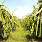 10 US Seeds Yellow Dragonfruit Pitaya Hylocereus