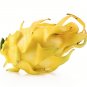 10 US Seeds Yellow Dragonfruit Pitaya Hylocereus