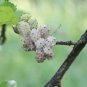 50 US Seeds White Mulberry Tree