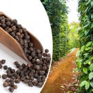 20 US Seeds Black Peppercorn Piper nigrum Vine
