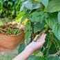 20 US Seeds Black Peppercorn Piper nigrum Vine